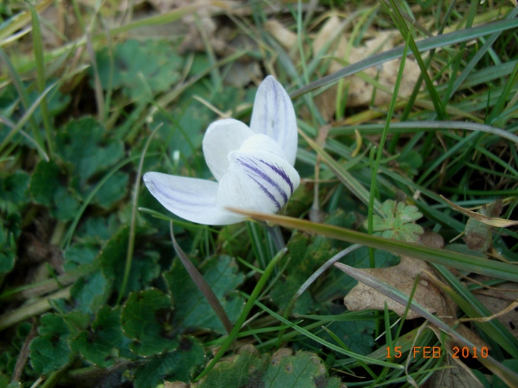 Crocus biflorus